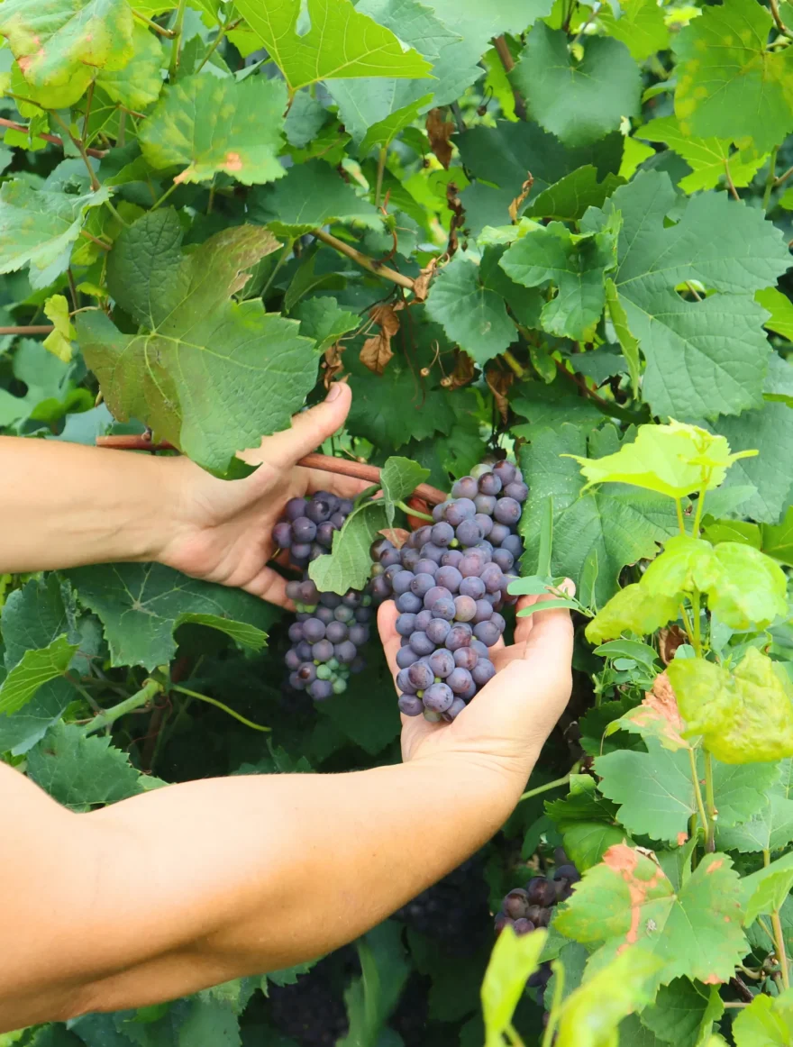 foto uva abbraccio della vigna montecchio vicenza